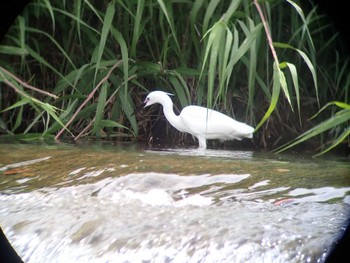 Unknown Species  京都府京都市西京区嵐山 桂川 Fri, 5/20/2022