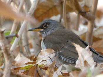 シロハラ 長居公園植物園 2017年12月21日(木)