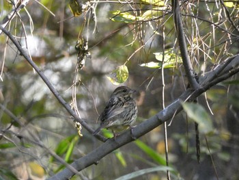 アオジ 長居公園植物園 2017年12月21日(木)