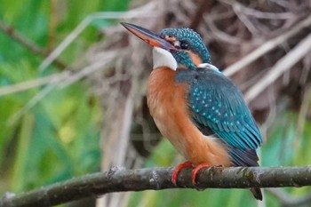 2022年5月25日(水) 福井緑地(札幌市西区)の野鳥観察記録