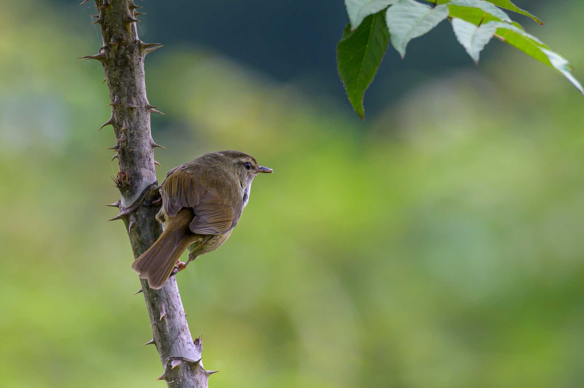 Photo of Japanese Bush Warbler at 菜の花台 by Tosh@Bird