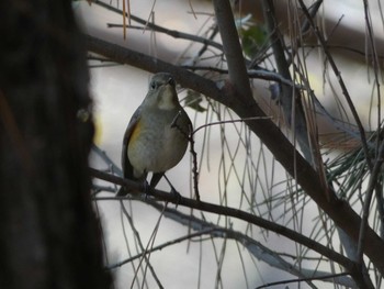 ルリビタキ 長居公園植物園 2017年12月21日(木)