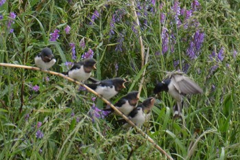 2022年5月17日(火) 多摩川二ヶ領宿河原堰の野鳥観察記録