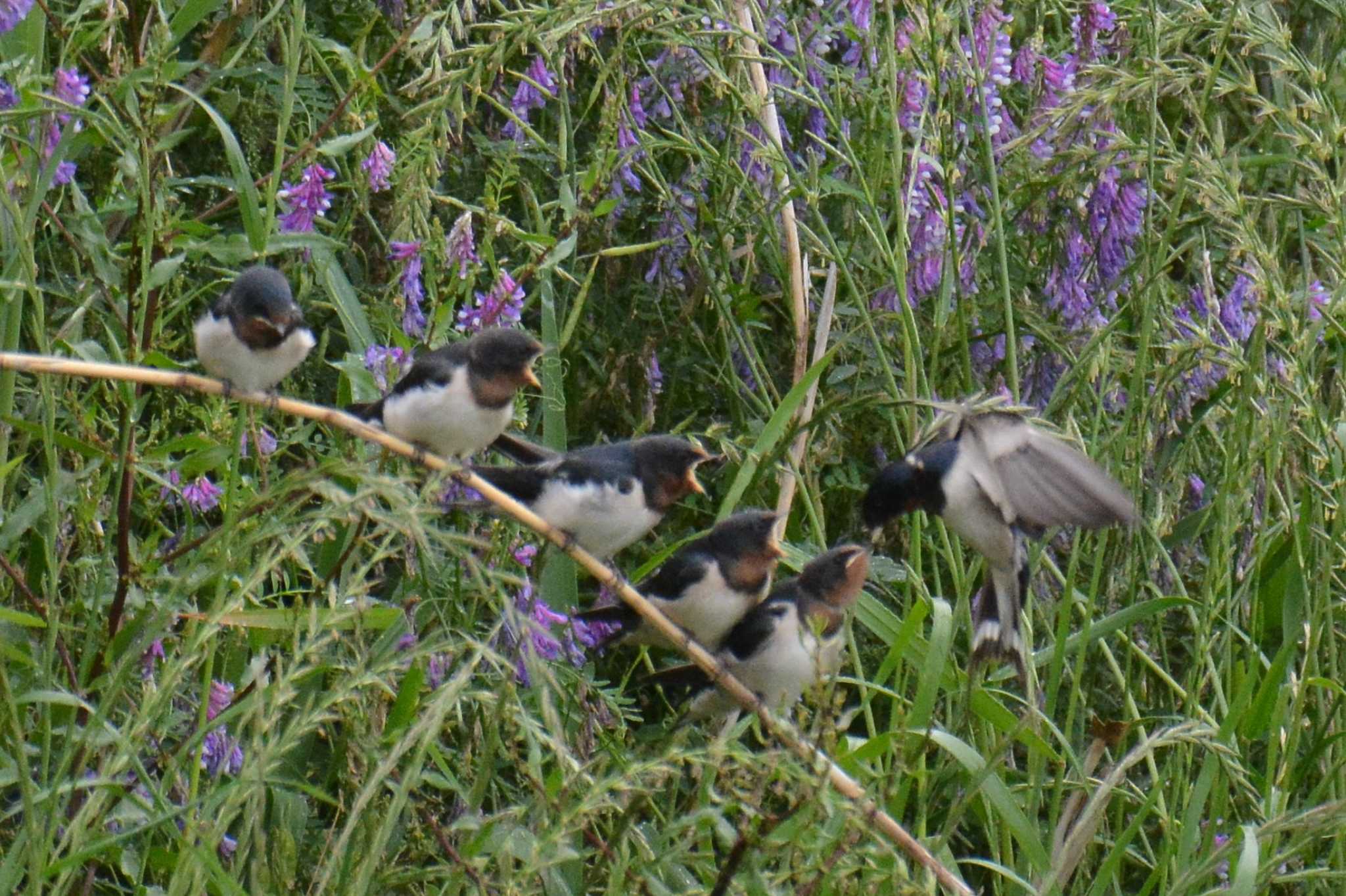 Barn Swallow