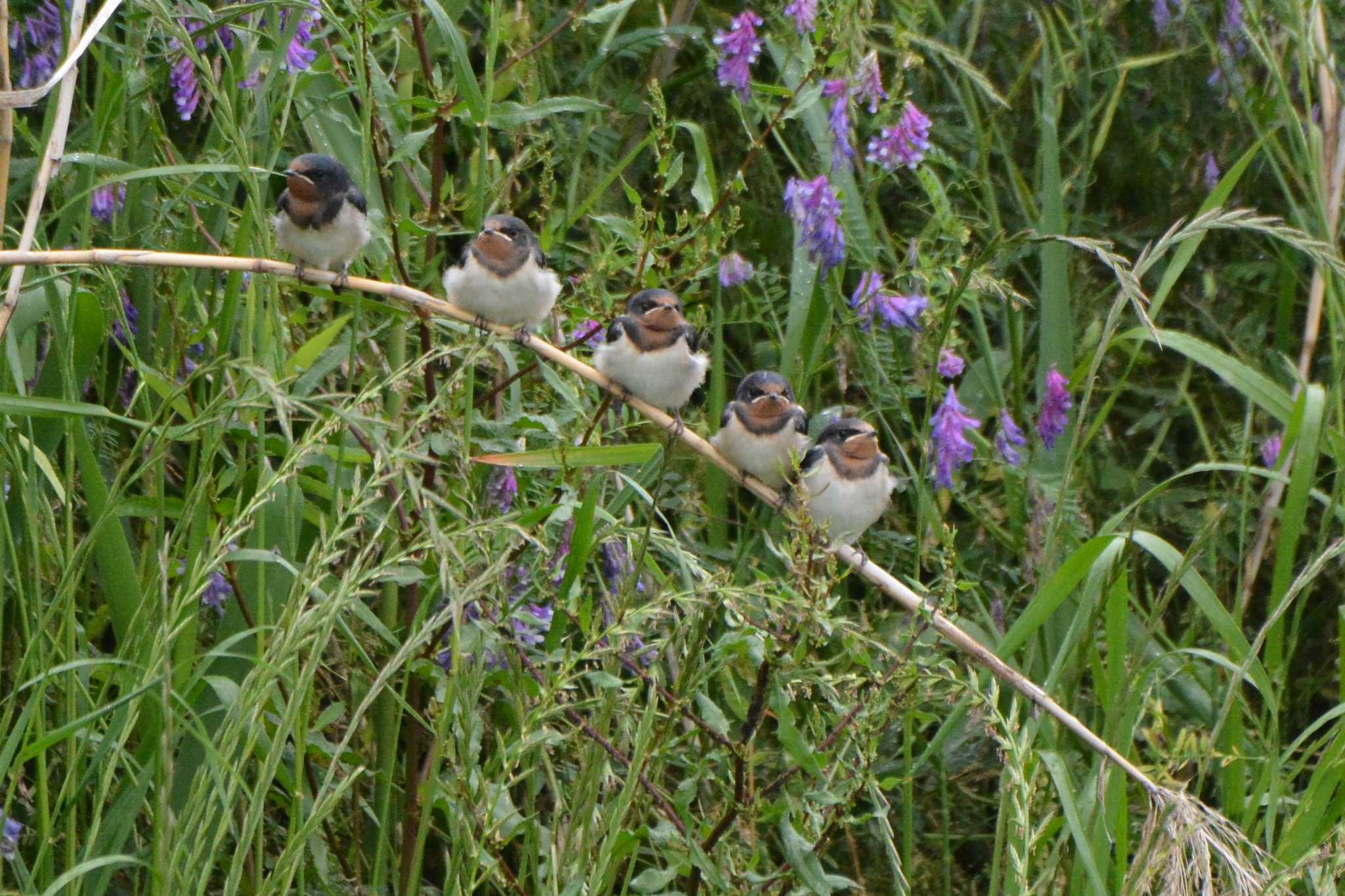 Barn Swallow