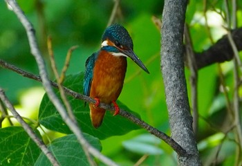 2022年5月25日(水) 千里東町公園の野鳥観察記録