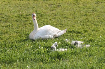 Mute Swan 手賀沼遊歩道 Wed, 5/25/2022