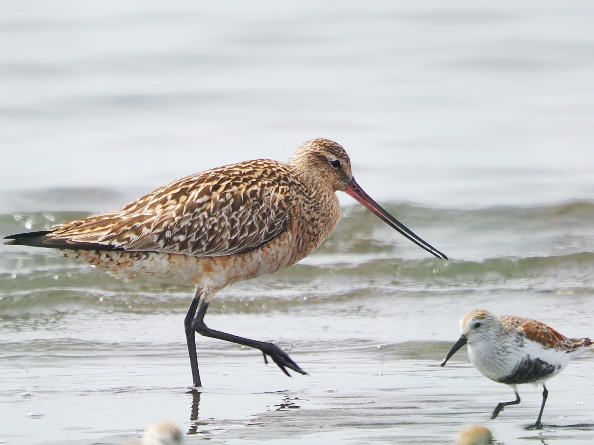 Bar-tailed Godwit