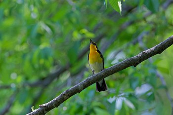 キビタキ 平岡公園(札幌市) 2022年5月25日(水)