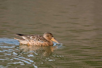 Northern Shoveler Akashi Park Fri, 12/15/2017