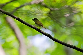 センダイムシクイ 平岡公園(札幌市) 2022年5月25日(水)