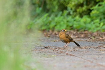 ガビチョウ 菜の花台 2022年5月25日(水)