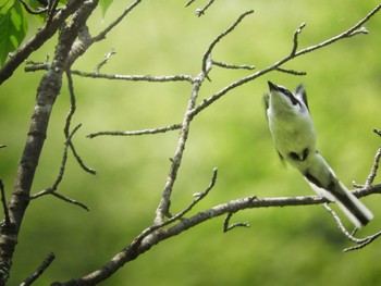 サンショウクイ 奈良県曽爾村 屛風岩公苑 2022年5月24日(火)