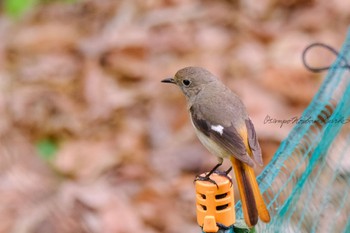 Daurian Redstart 小淵沢 Tue, 5/24/2022