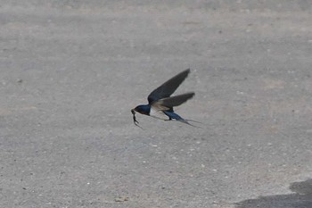 ツバメ 池子の森自然公園 2022年5月25日(水)