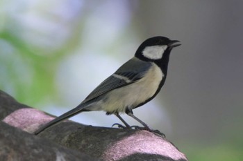 シジュウカラ 池子の森自然公園 2022年5月25日(水)