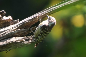 Japanese Pygmy Woodpecker 池子の森自然公園 Wed, 5/25/2022
