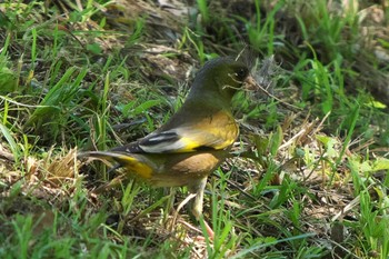 Grey-capped Greenfinch 池子の森自然公園 Wed, 5/25/2022