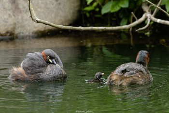 カイツブリ 薬師池公園 2022年5月15日(日)