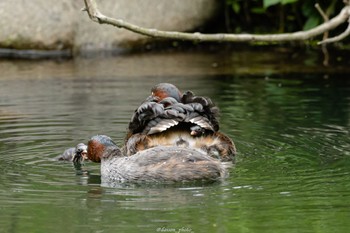 カイツブリ 薬師池公園 2022年5月15日(日)