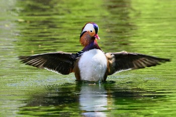 Mandarin Duck 札幌市内 Sun, 5/8/2022