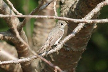 2022年5月25日(水) 北海道 函館市 東山の野鳥観察記録