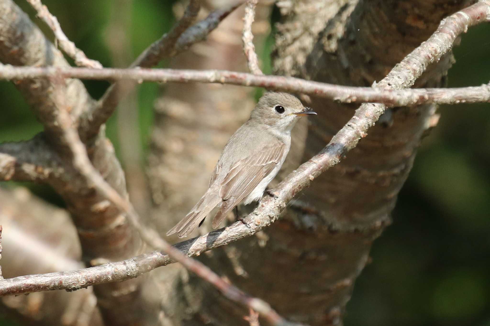 Asian Brown Flycatcher