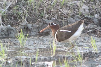 Wed, 5/25/2022 Birding report at 知多市 34°59'30.7"N 136°53'07.3"E