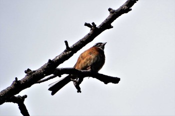 2022年5月25日(水) 桜草公園の野鳥観察記録