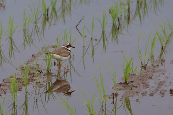 Little Ringed Plover 浮島ヶ原周辺 Sat, 5/21/2022