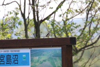 Bull-headed Shrike 宮島沼 Wed, 5/25/2022