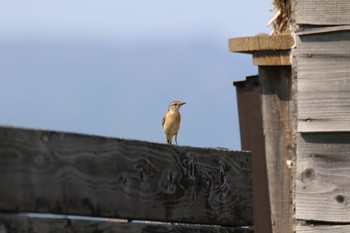 Amur Stonechat 宮島沼 Wed, 5/25/2022