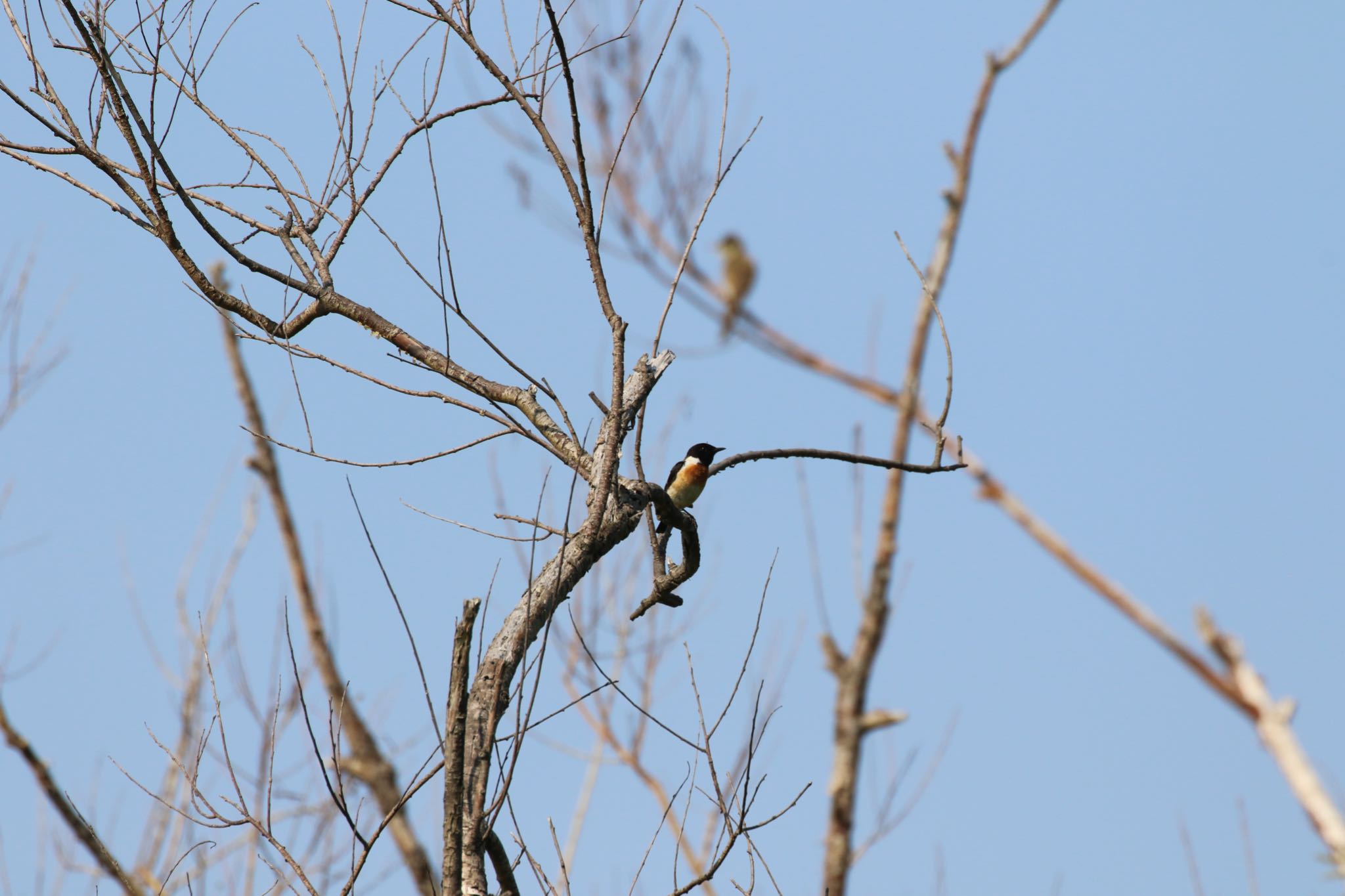 Photo of Amur Stonechat at 宮島沼 by will 73