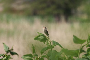 Oriental Reed Warbler 宮島沼 Wed, 5/25/2022