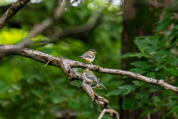 シジュウカラ 舞岡公園 2022年5月22日(日)