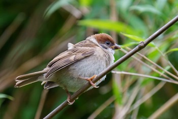 2022年5月22日(日) 舞岡公園の野鳥観察記録