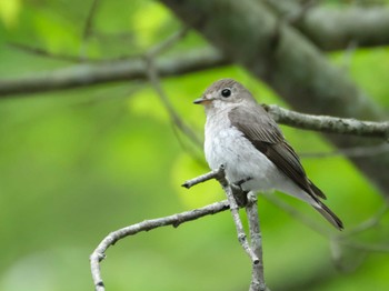 2022年5月22日(日) 軽井沢野鳥の森の野鳥観察記録