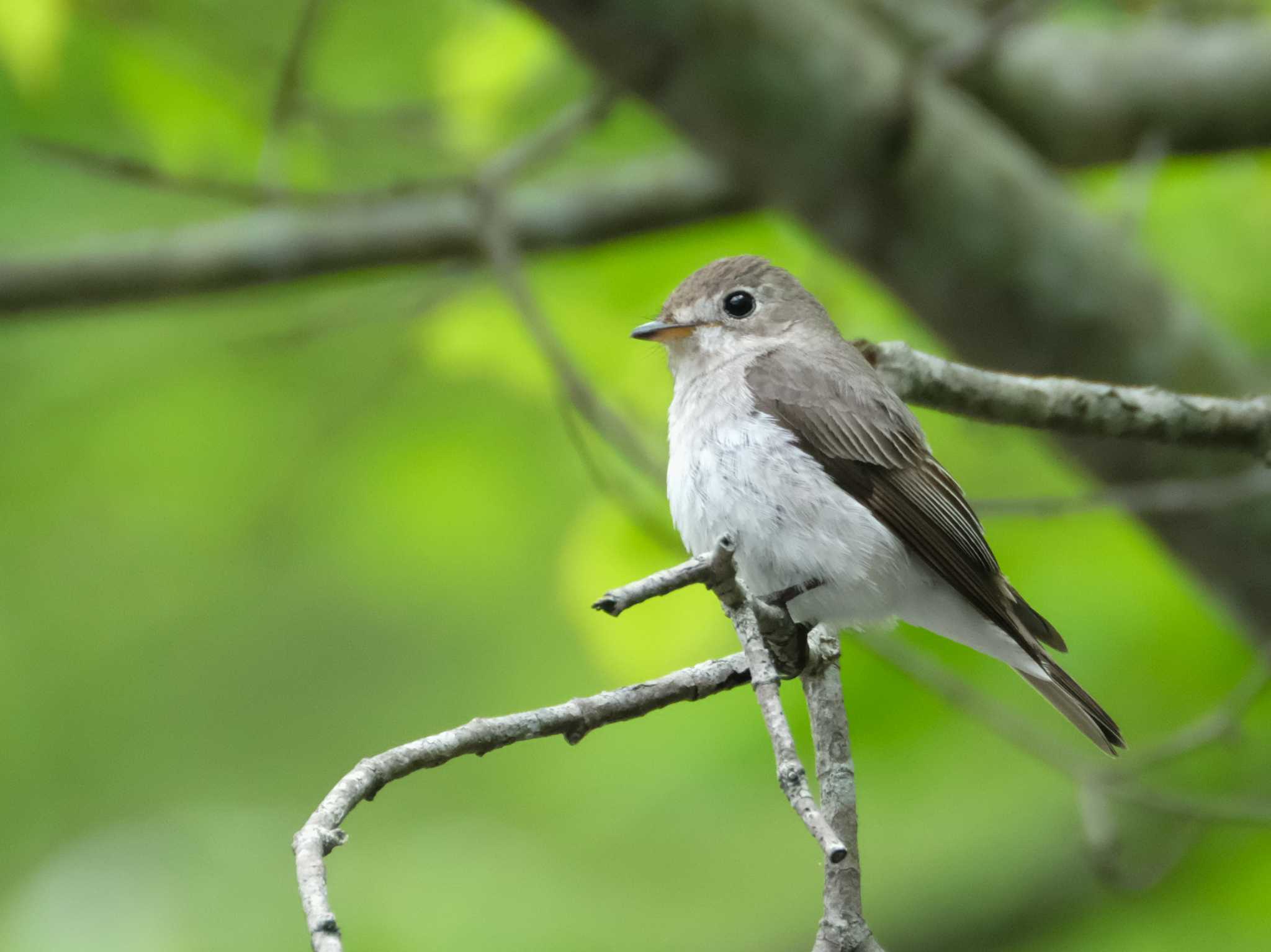 Asian Brown Flycatcher