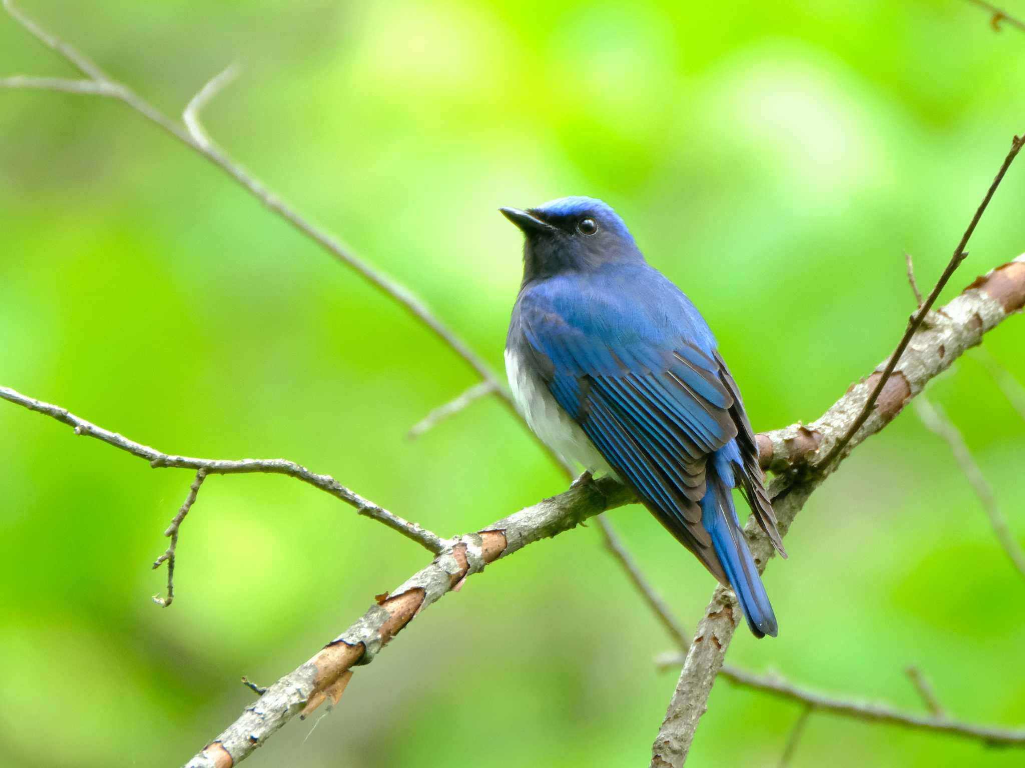 Blue-and-white Flycatcher