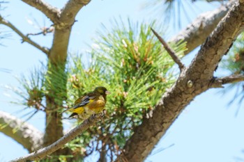 カワラヒワ 野島公園 2022年5月22日(日)