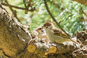 スズメ 野島公園 2022年5月22日(日)