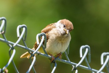 スズメ 野島公園 2022年5月22日(日)