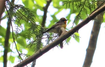 Narcissus Flycatcher アテビ平小鳥の森 Wed, 5/25/2022