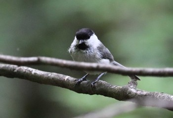 Willow Tit アテビ平小鳥の森 Wed, 5/25/2022