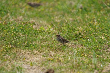 Little Bunting Unknown Spots Sun, 5/8/2022