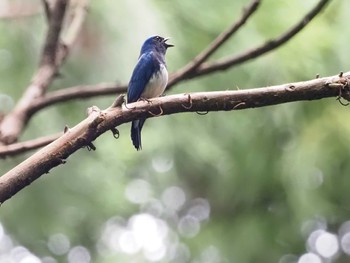 Blue-and-white Flycatcher Moritogawa Sun, 5/22/2022