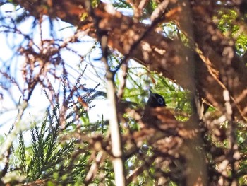 Black Paradise Flycatcher Moritogawa Sun, 5/22/2022