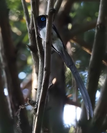 Black Paradise Flycatcher Moritogawa Sun, 5/22/2022