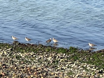 Eurasian Whimbrel 浜名湖 Wed, 5/18/2022