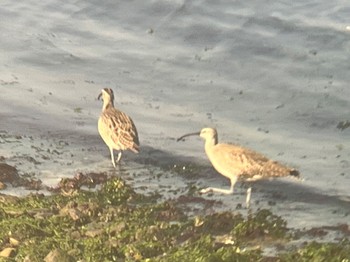 Eurasian Whimbrel 浜名湖 Wed, 5/18/2022